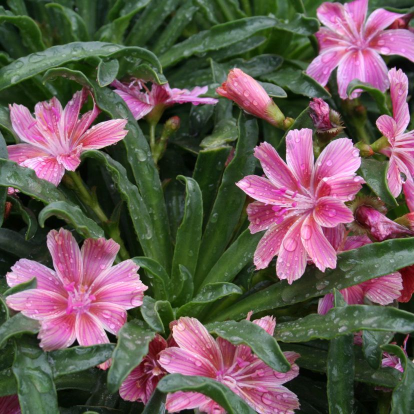 STM - Lewisia longipetala 'Little Plum'