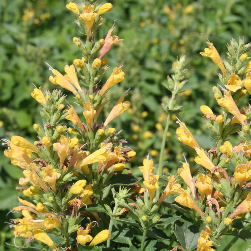 Agastache mexicana 'Kudos Yellow'