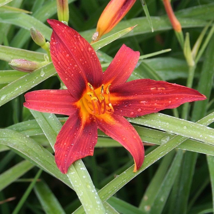 Hemerocallis hybr. 'Sammy Russell'