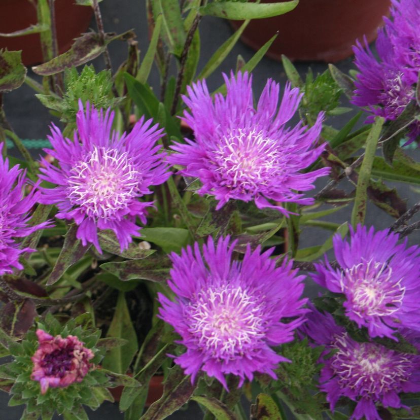 STM - Stokesia laevis 'Purple Parasols'