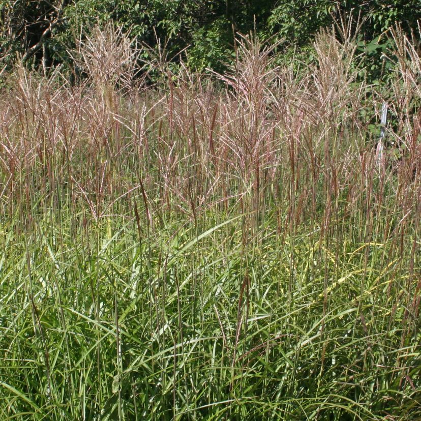 STM - Miscanthus sinensis 'Dronning Ingrid'