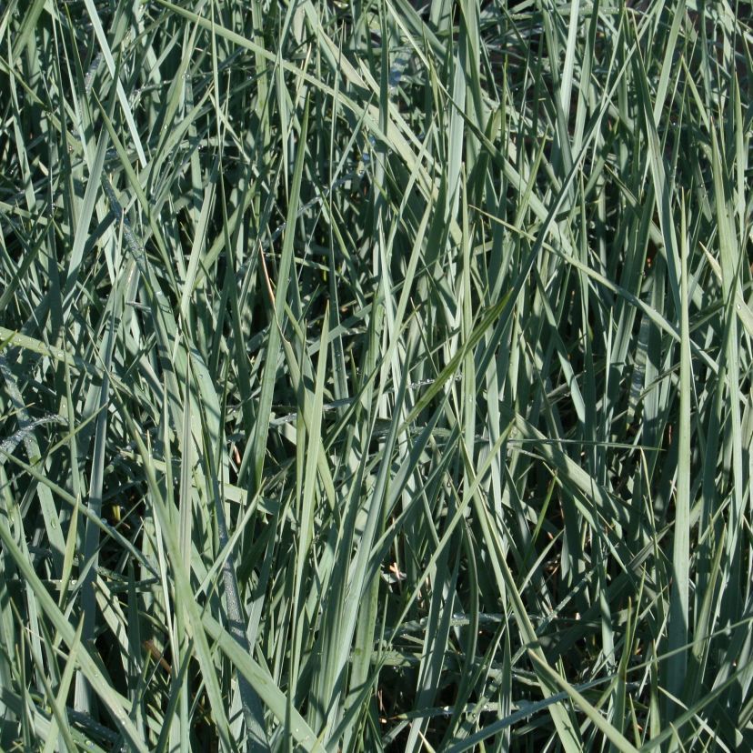 Leymus arenarius 'Glaucus'