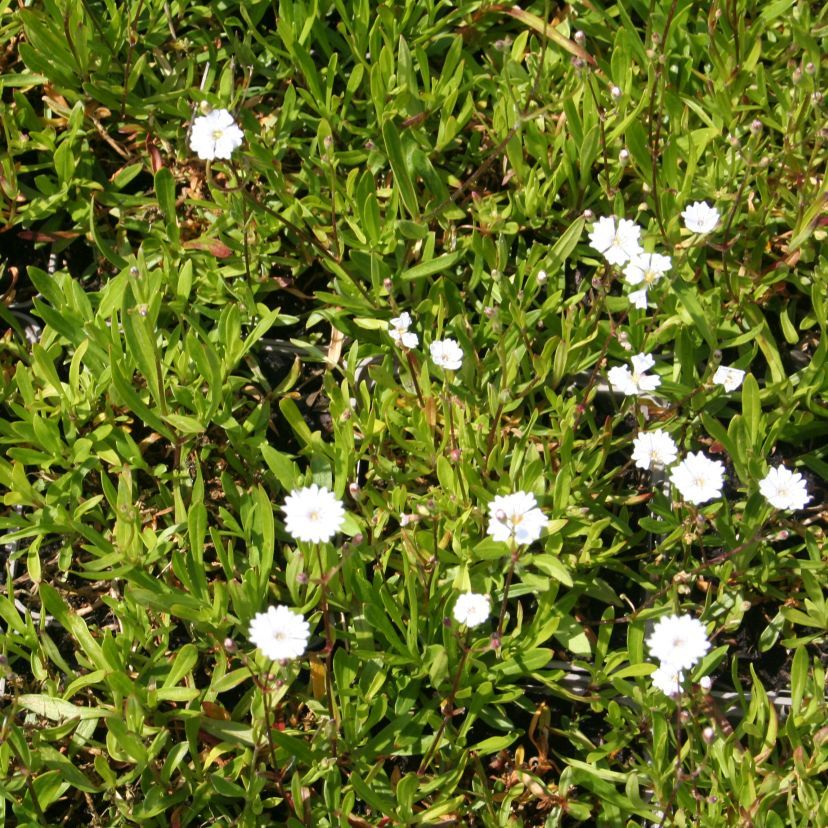 STM - Silene alpestris 'Starry Dreams'