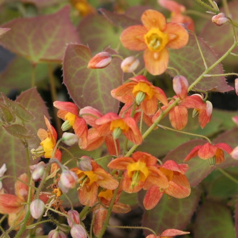 Epimedium x warleyense