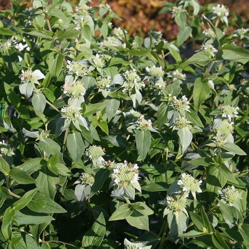 Pycnanthemum muticum