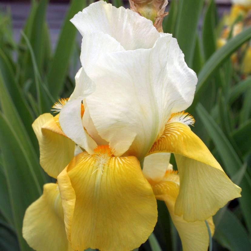 STM - Iris barb.- elat. 'Tulip Festival'