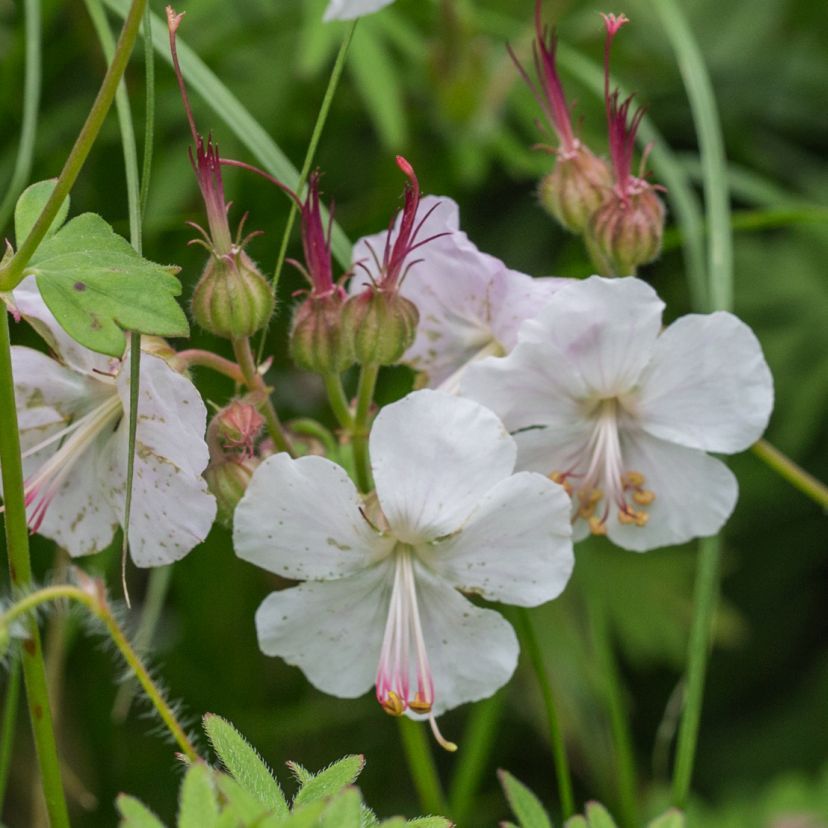 Geranium x cantab. 'Saint Ola'