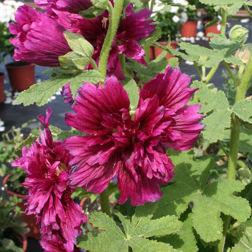 STM - Alcea rosea 'Sp. Cel. Purple'