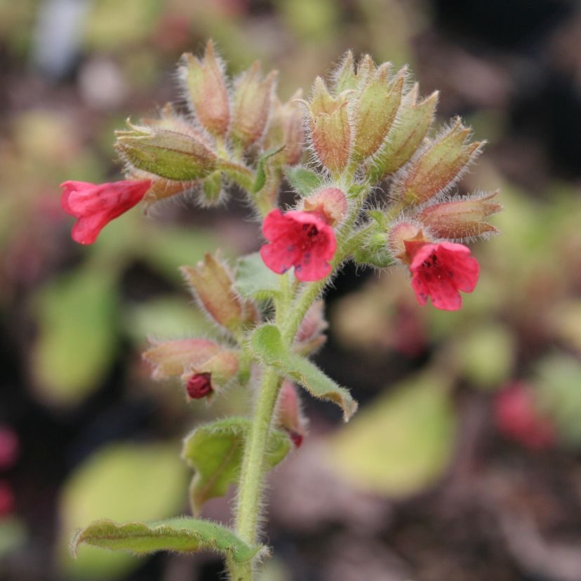 Pulmonaria rubra
