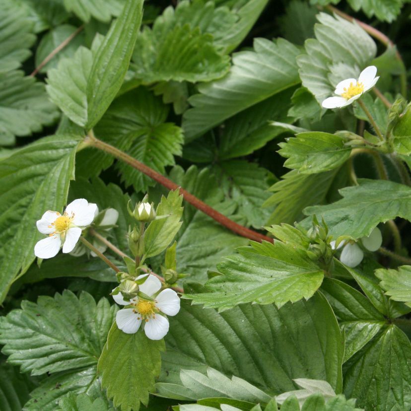 Fragaria vesca 'Alexandria'