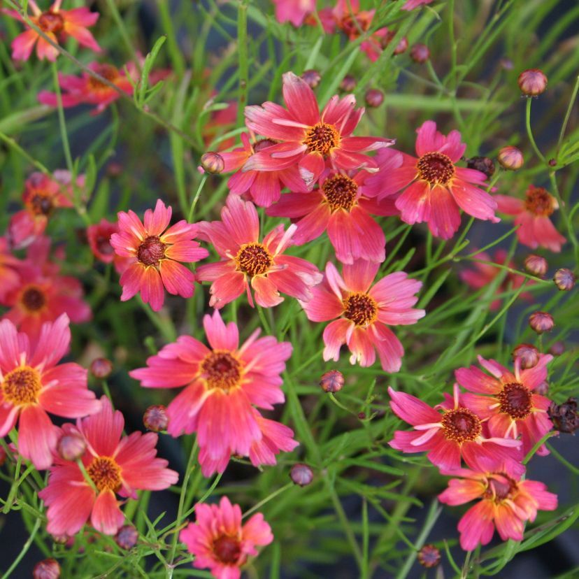 STM - Coreopsis rosea 'Limerock Dream'  -R-