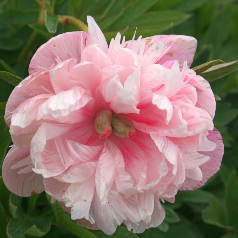 Paeonia offic. 'Rosea Plena'