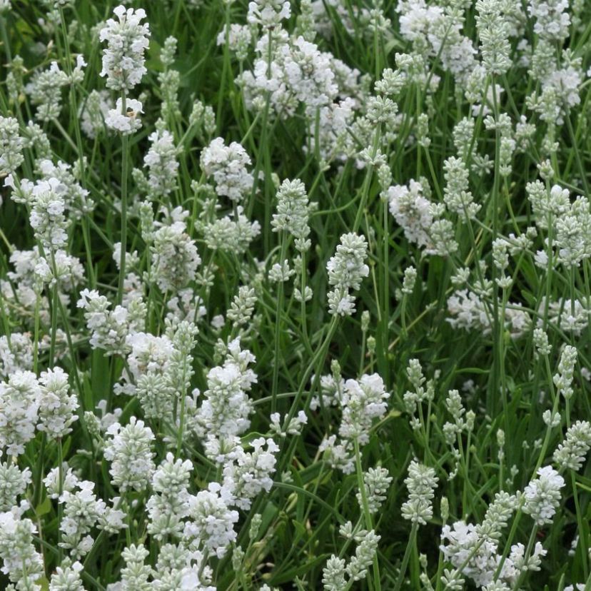 STM - Lavandula angustif. 'Hidcote White'