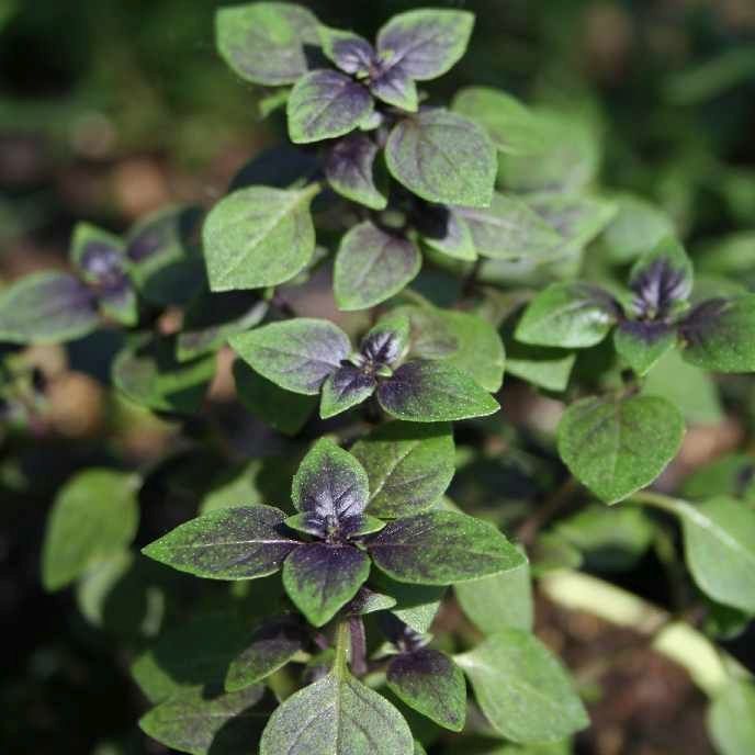 STM - Ocimum hybridum 'Little Magic'