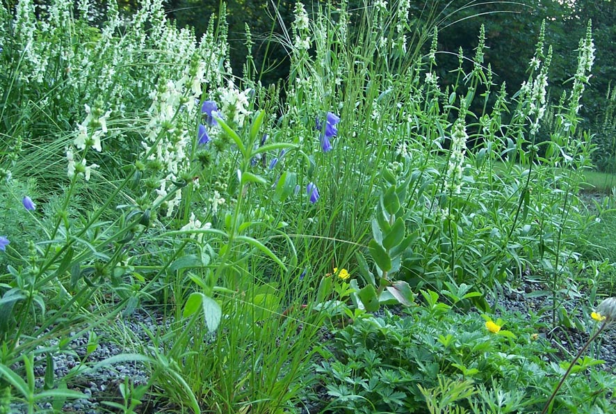 Heimische Blütensteppe - Staudenmischpflanzung als Fertigmischung vorgemischt