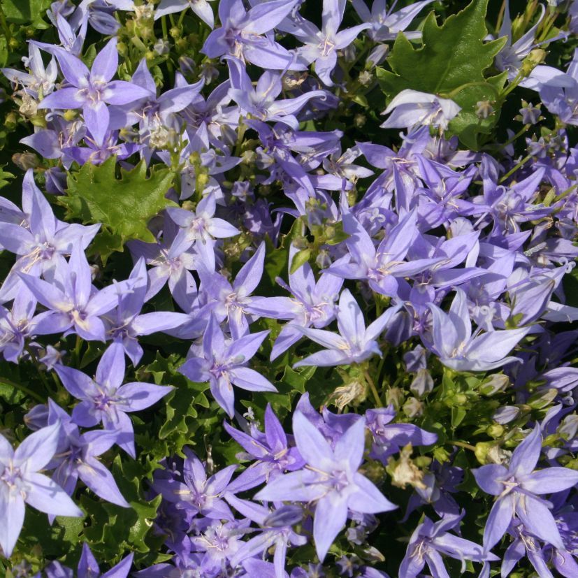 Campanula garg. 'Erinus Major'