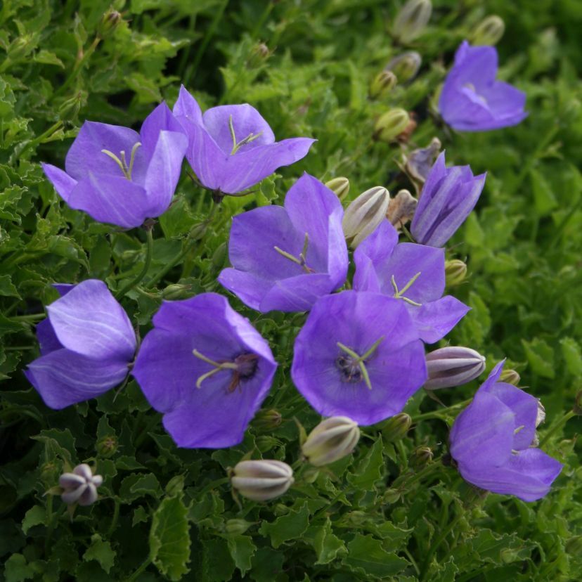 Campanula carp. 'Pearl Blue'