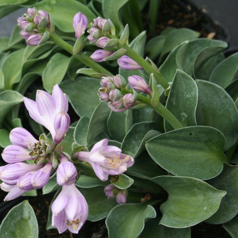 Hosta tokudama 'Blue Mouse Ears'