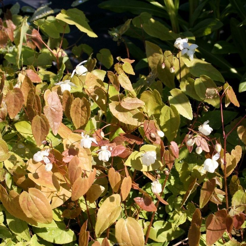 Epimedium youngianum 'Niveum'