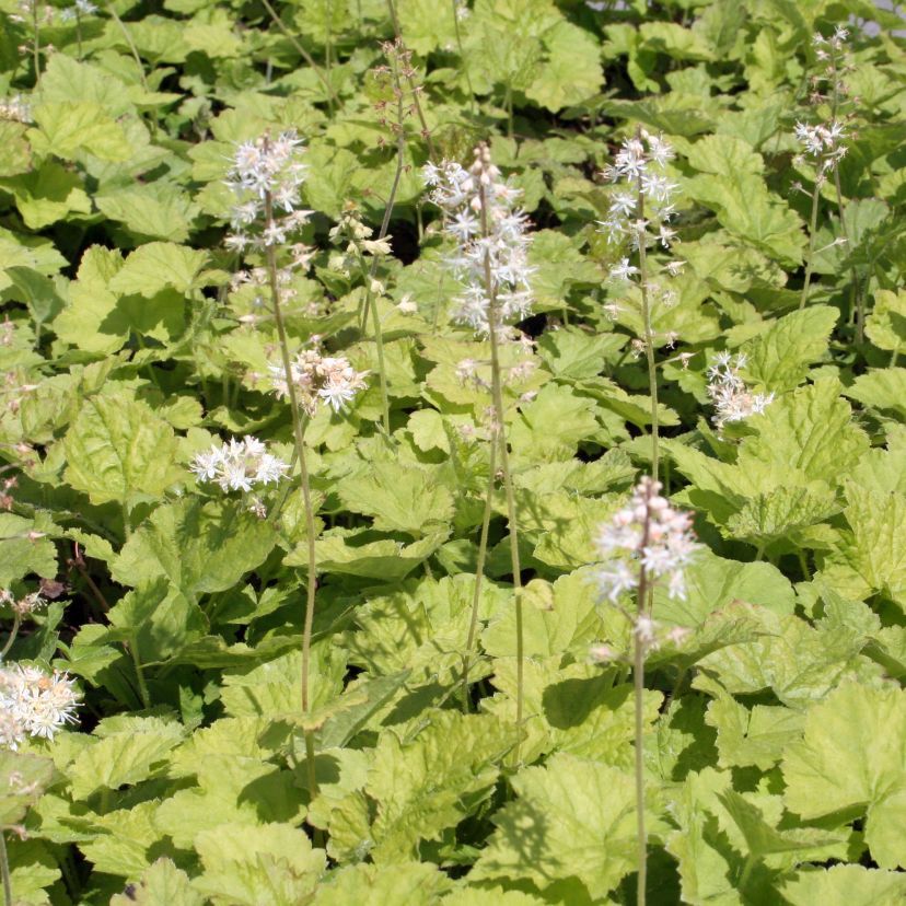 Tiarella cordifolia
