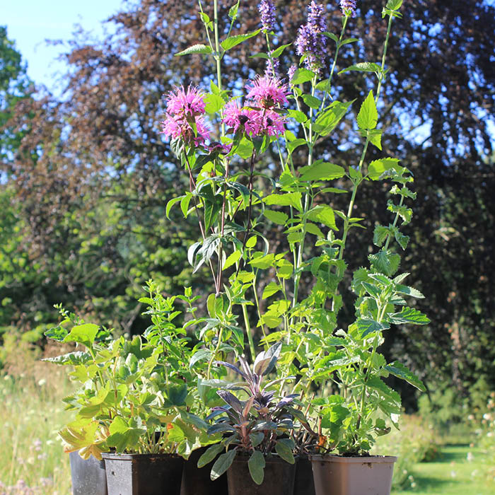 KRÄUTERTEE-BOX