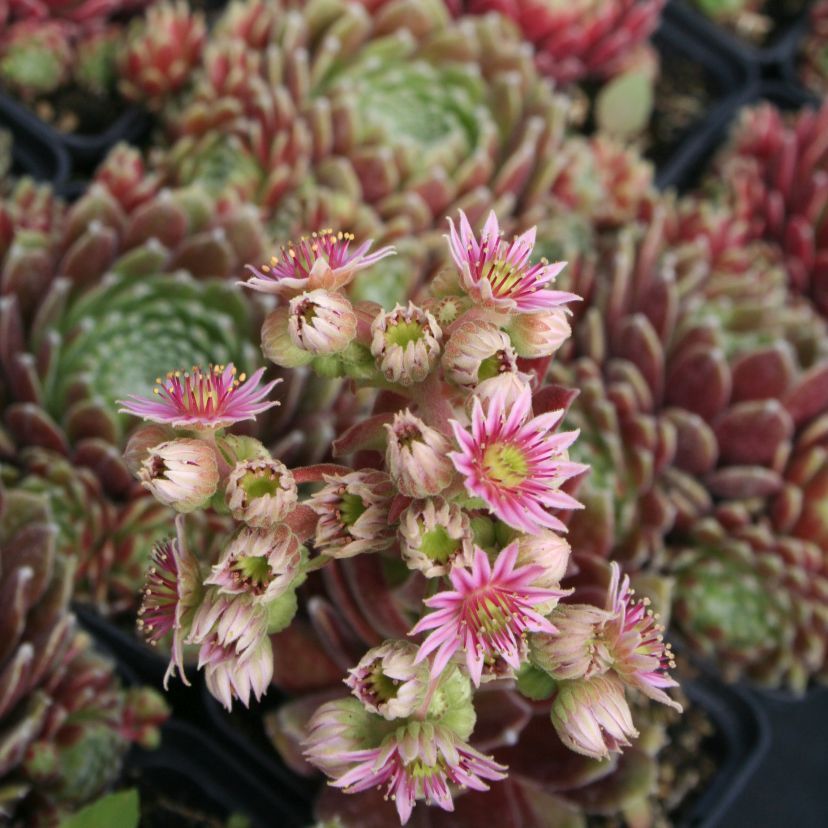Sempervivum hybr. 'Hey Hey'
