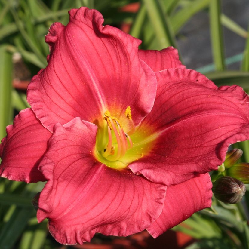 STM - Hemerocallis hybr. 'Anneliese Frevert'
