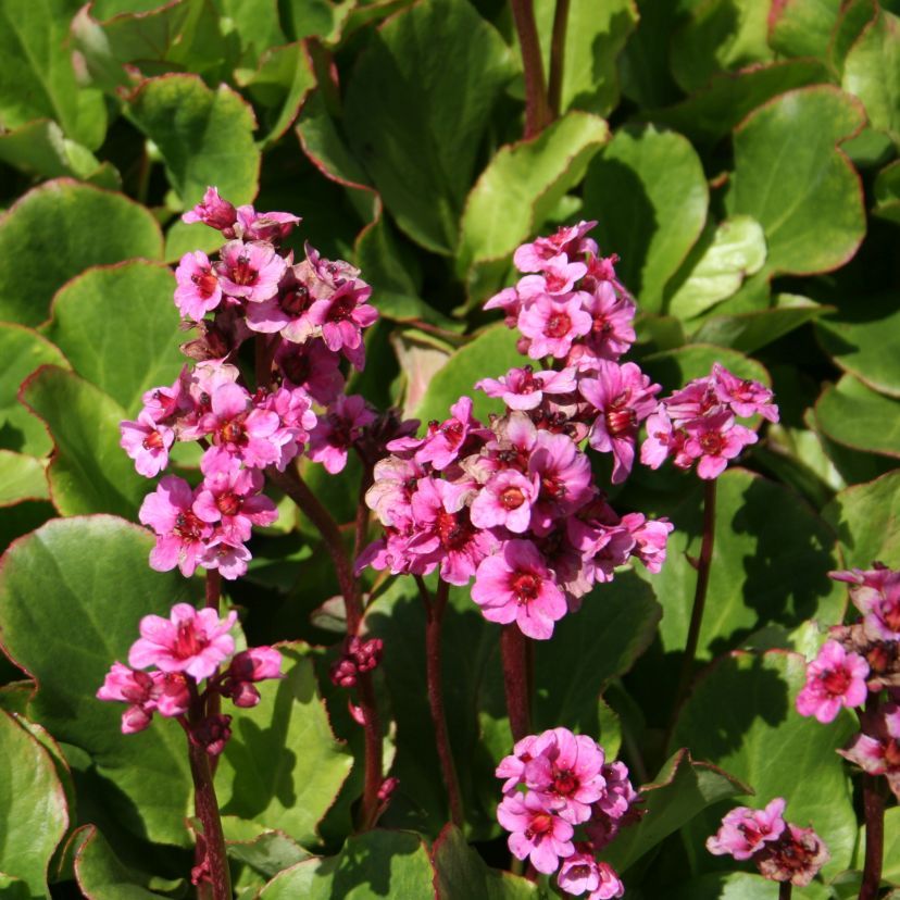 Bergenia x hybr. 'Morgenröte'