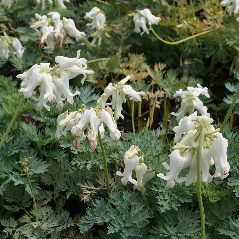 STM - Dicentra formosa 'Ivory Hearts'  -R-