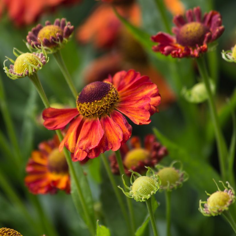 STM - Helenium hybr. 'Indianersommer'