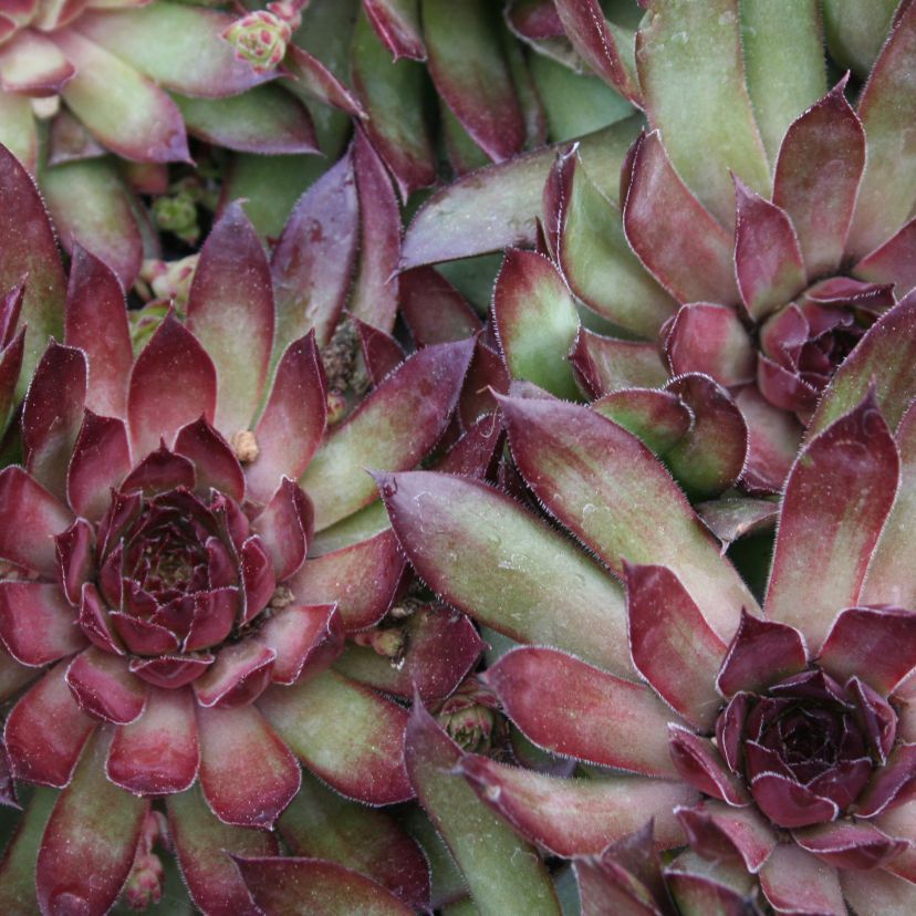 Sempervivum hybr. 'Bronco'