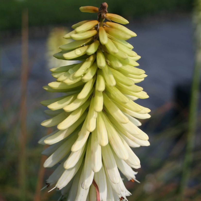 Kniphofia uvaria 'Ice Queen'