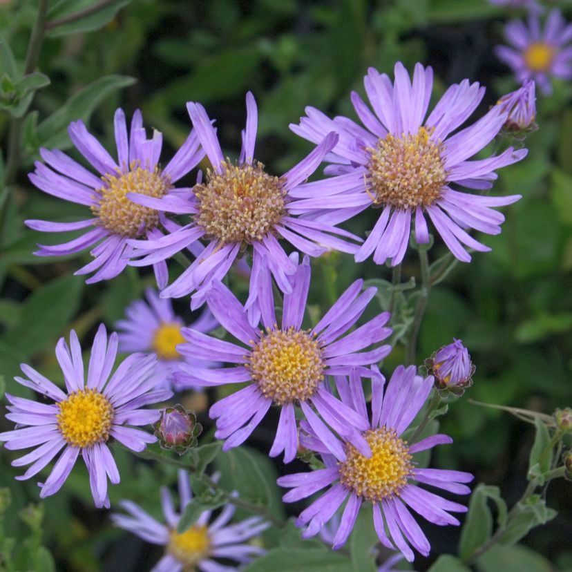 Aster amellus 'R. Goethe'