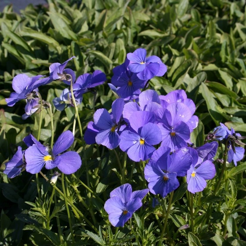 STM - Viola cornuta 'Blue Perfection'