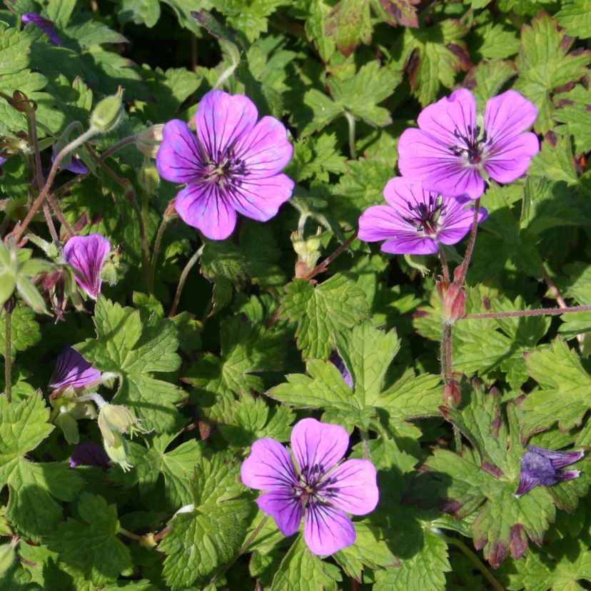 STM - Geranium wallichianum 'Pink Penny'  -R-