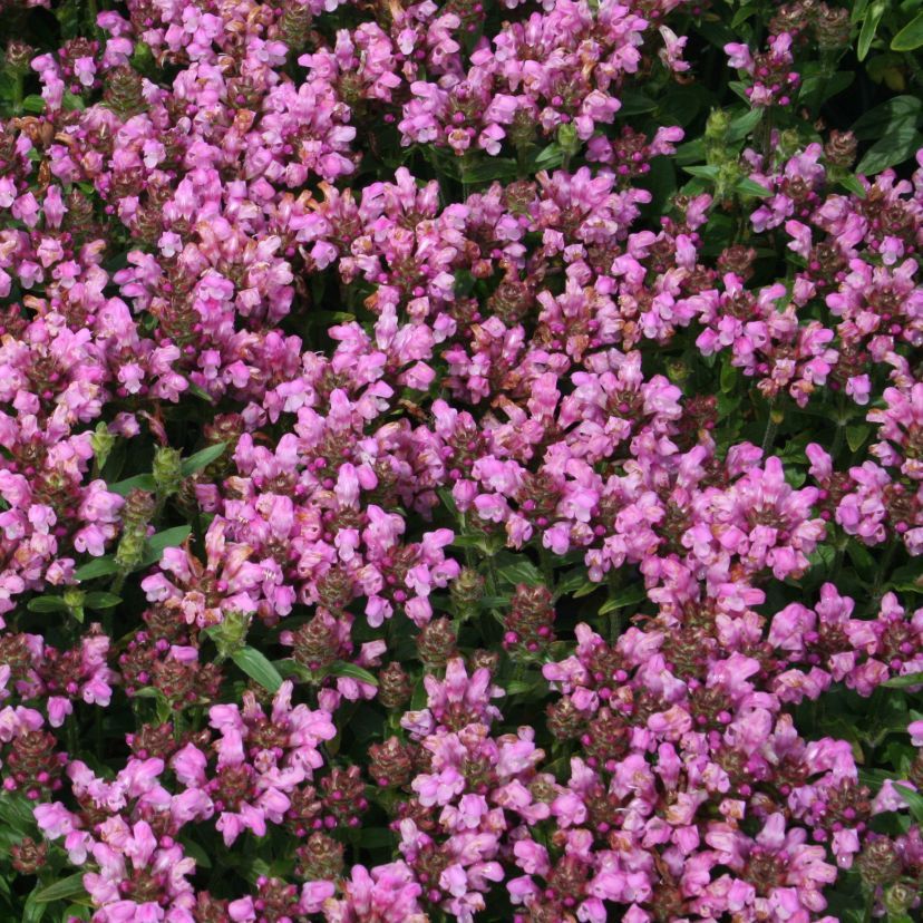 Prunella grdfl. 'Loveliness Pink'