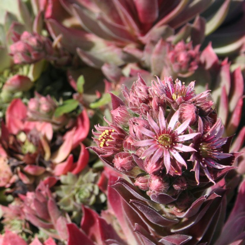 Sempervivum-Hybride 'Zirkon'