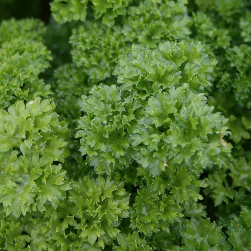STM - Petroselinum crispum 'Frisado'