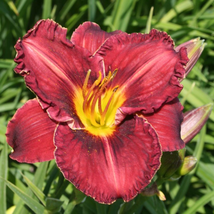 Hemerocallis hybr. 'Ed Murray'