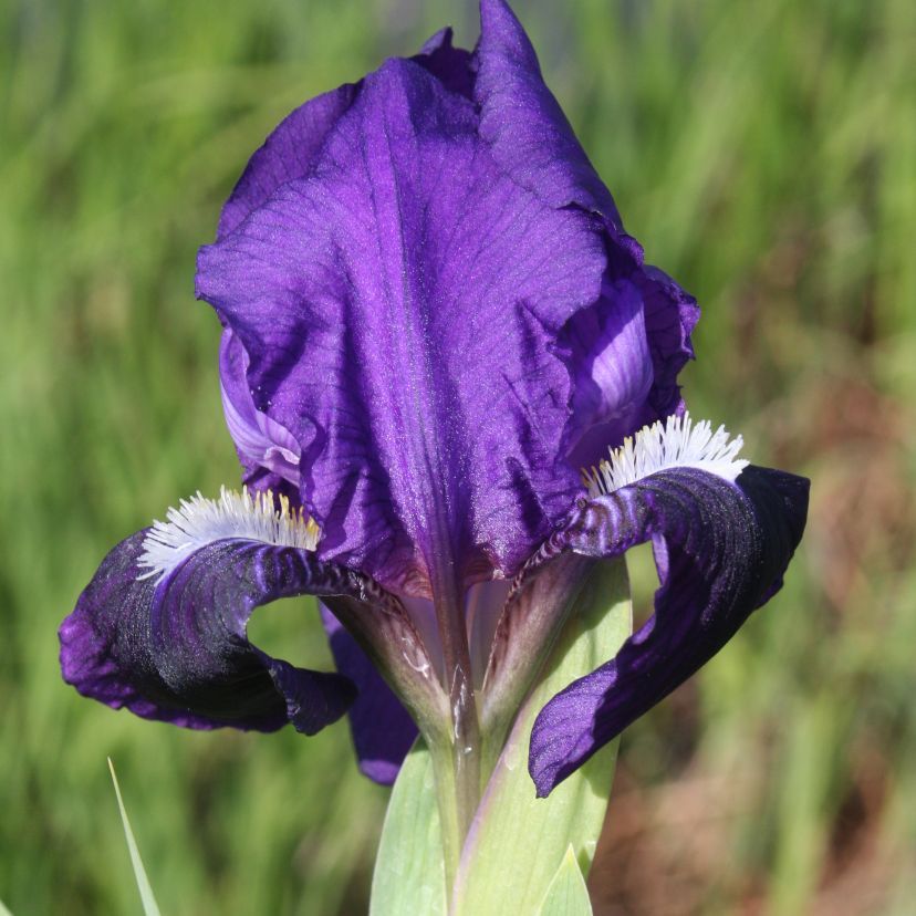 Iris barb.- nana 'Atroviolacea'