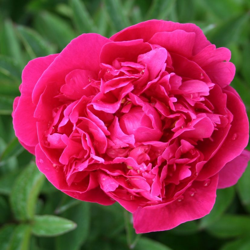Paeonia lact. 'Kansas'