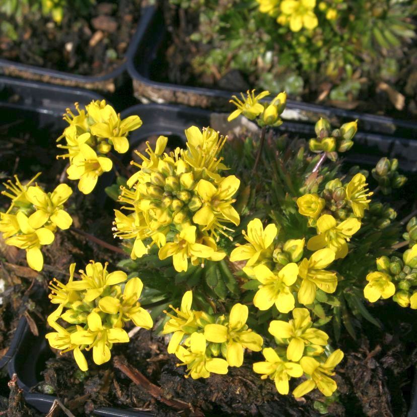 Draba aizoides