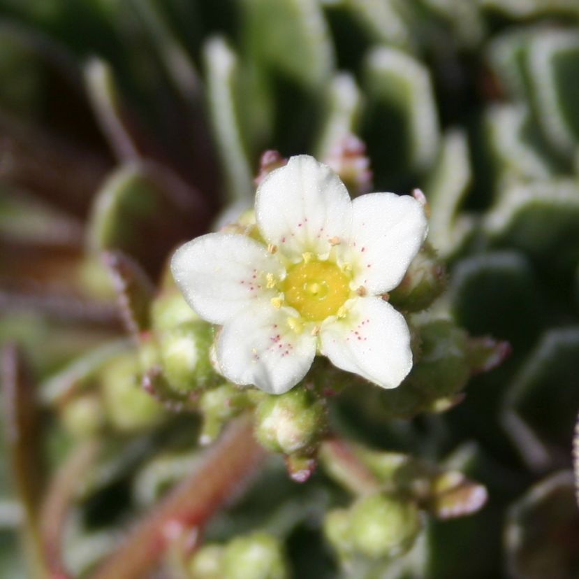 STM - Saxifraga x zimmeteri