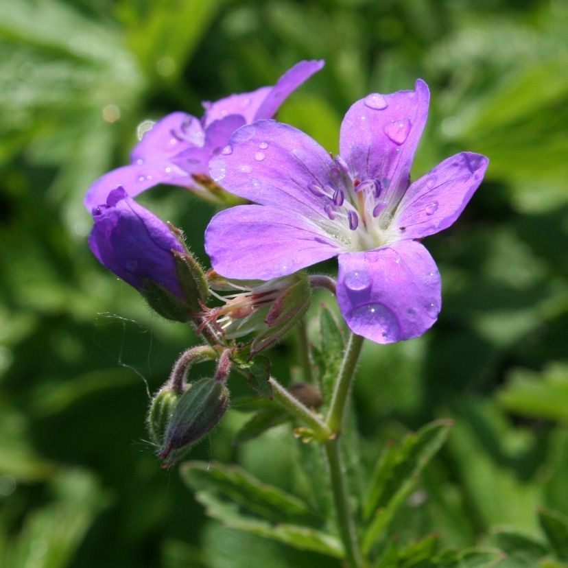 STM - Geranium sylvat. 'Birch Lilac'