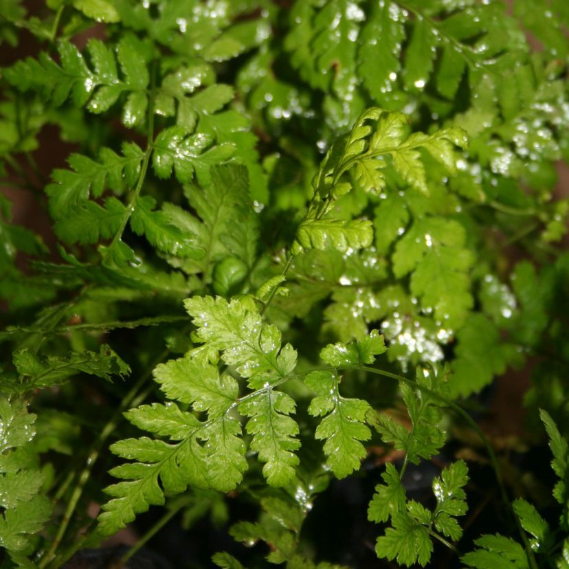 Dryopteris carthusiana