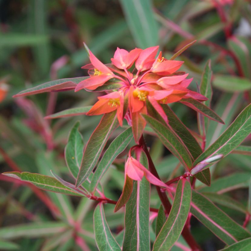 Euphorbia griffithii 'Fire Glow'