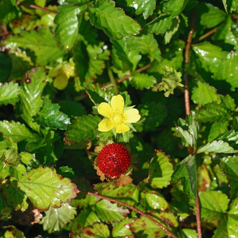 Duchesnea indica