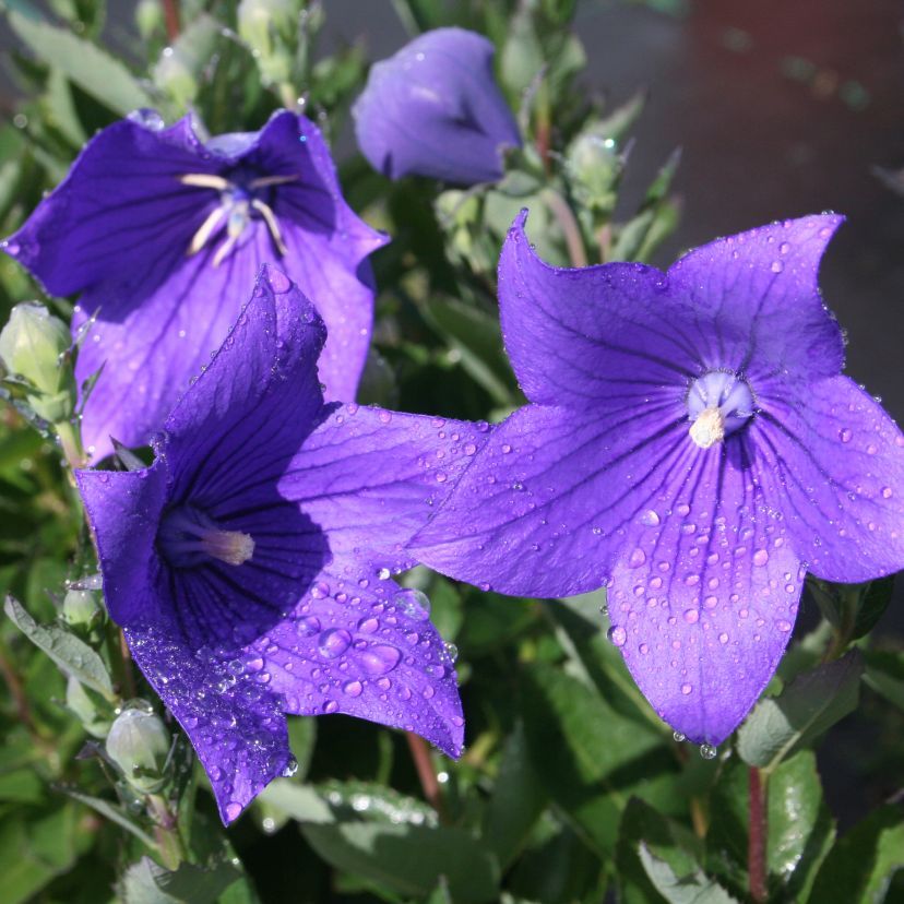 STM - Platycodon grdfl. 'Fuji Blue'