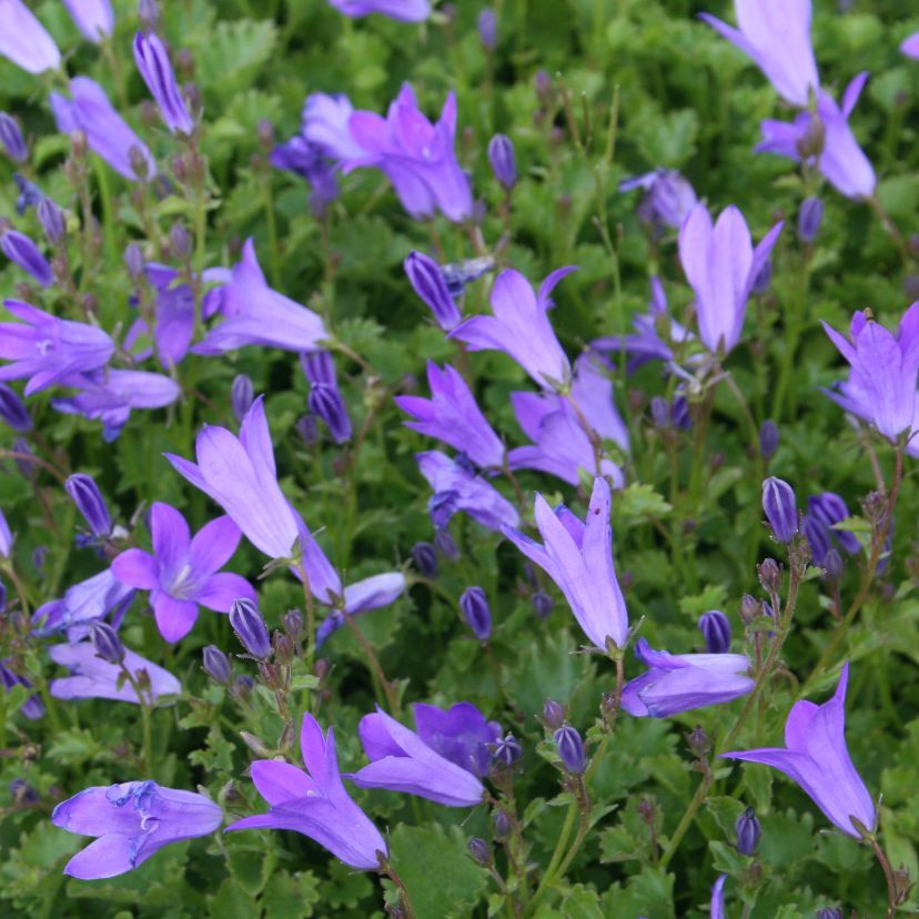 Campanula portens. 'B. Hybrid'