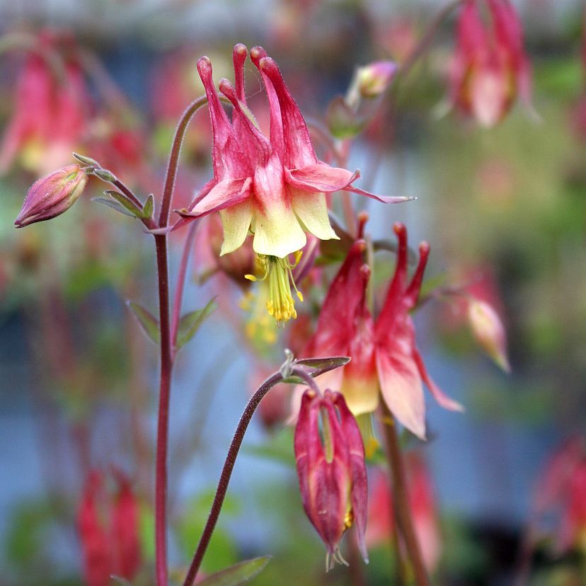 STM - Aquilegia canadensis